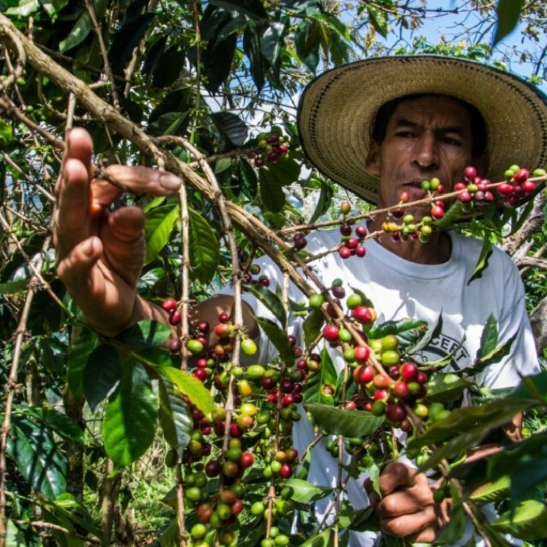 Las Hermosas Organic - Café espresso & filtre