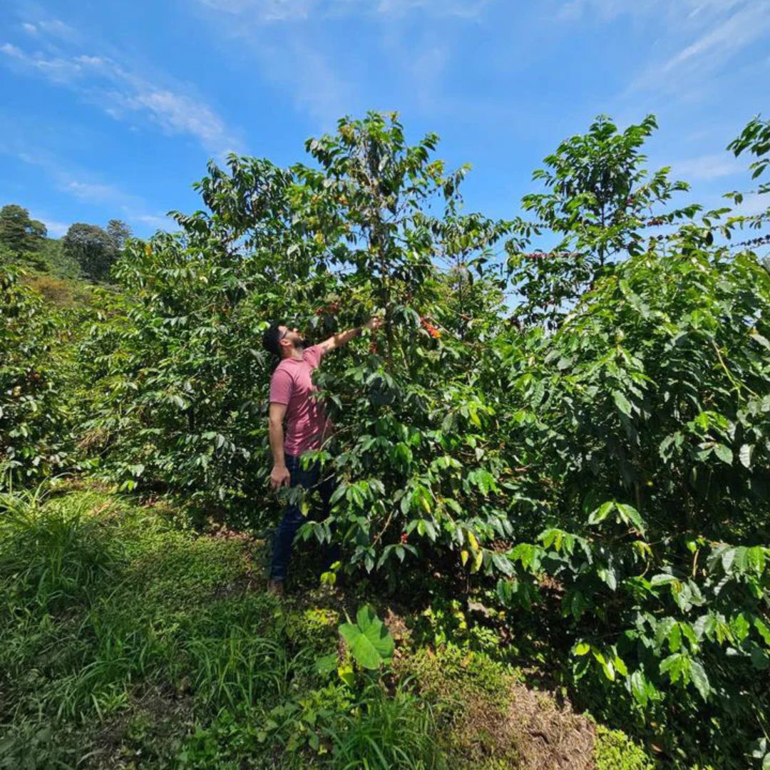 Colombia Finca Milan - Filtre