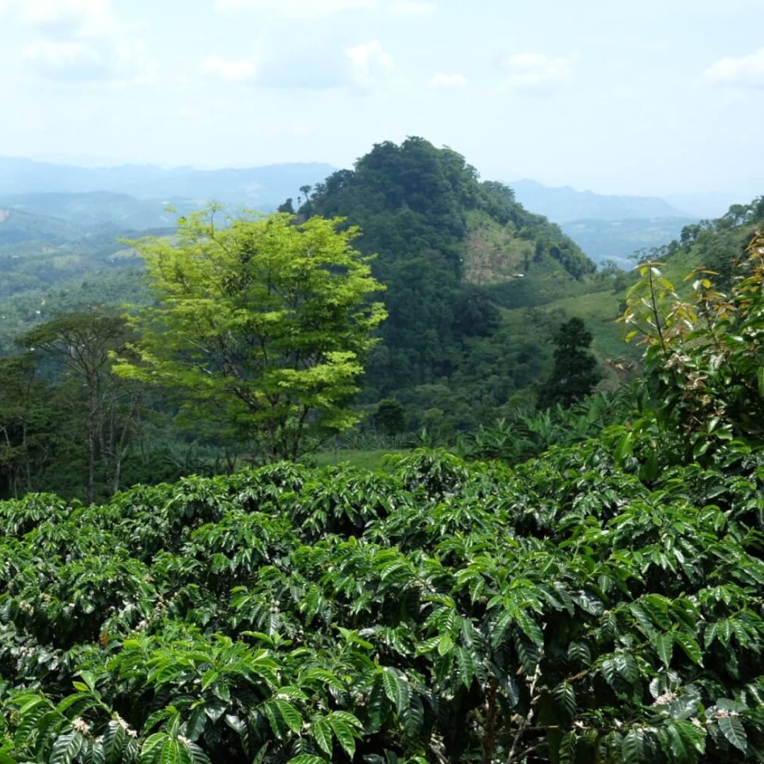 Hacienda Esmeralda Tumaco Gesha - Espresso & filtre