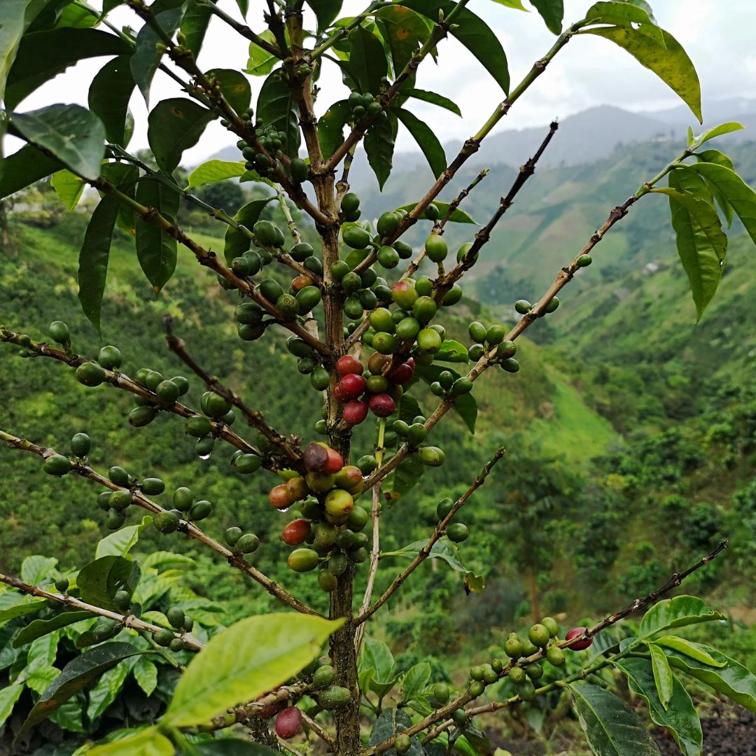 Juan Jimenez Gesha - Espresso & filtre