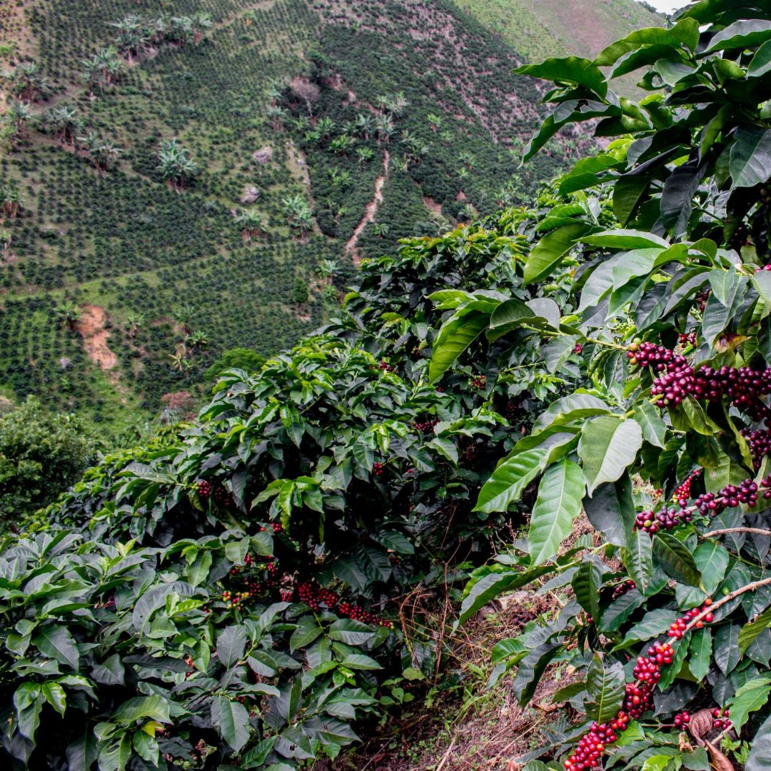 Juan Jimenez Pink Bourbon - Espresso & filtre