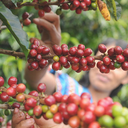 La Pachuca [Juicy Honey] - Café filtre