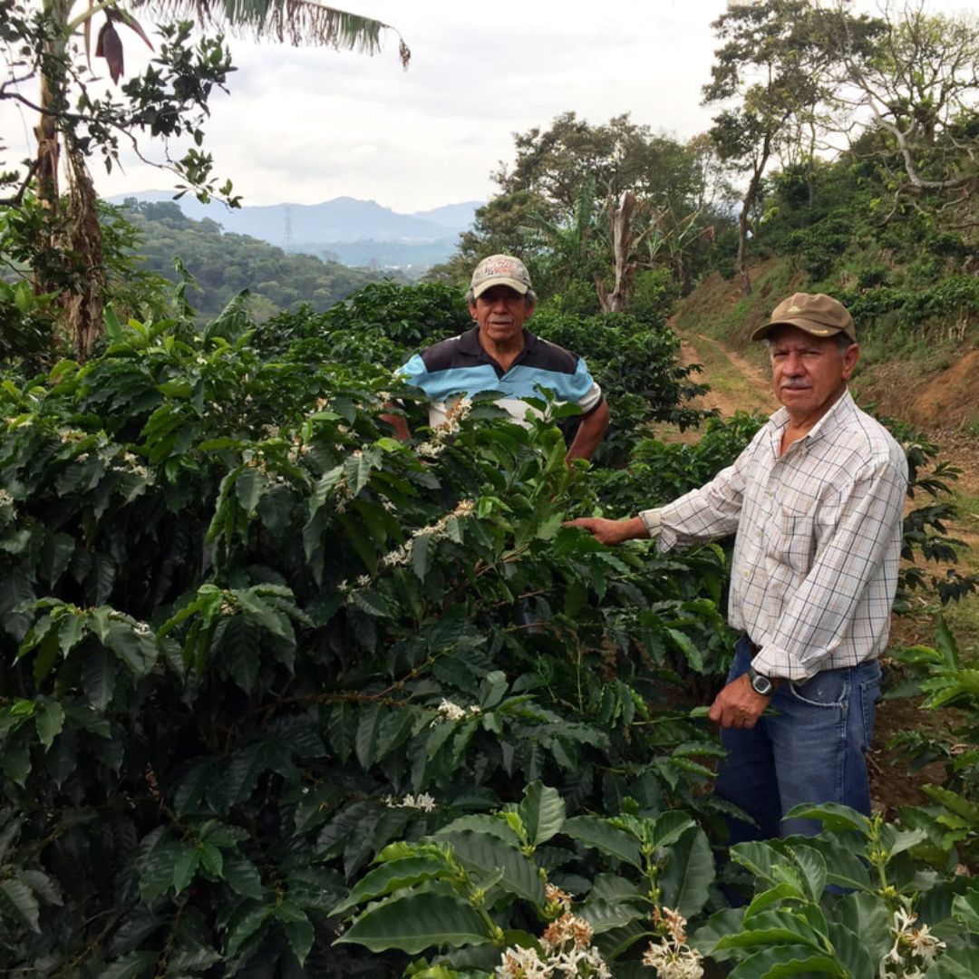Los Campos - Espresso & filtre