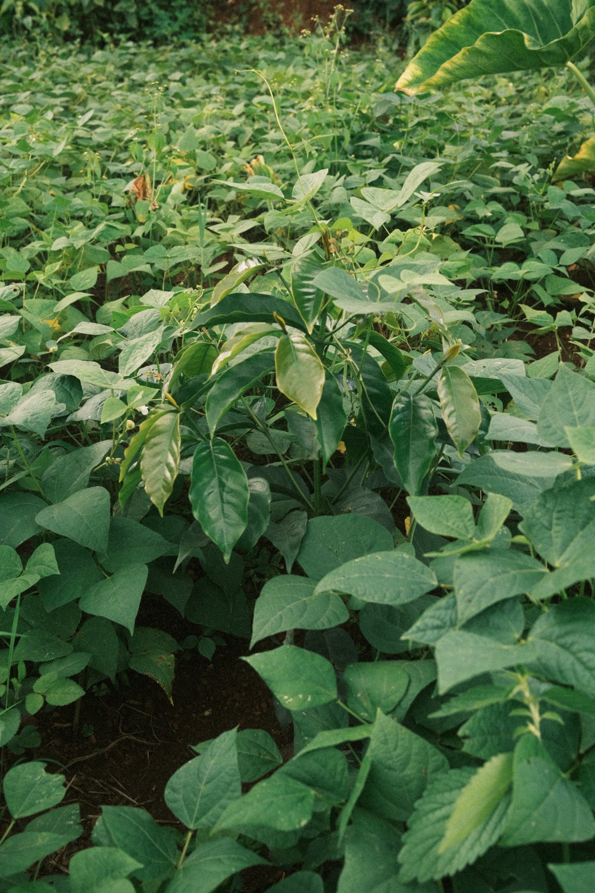 Dahwe, Rwanda - espresso & filtre