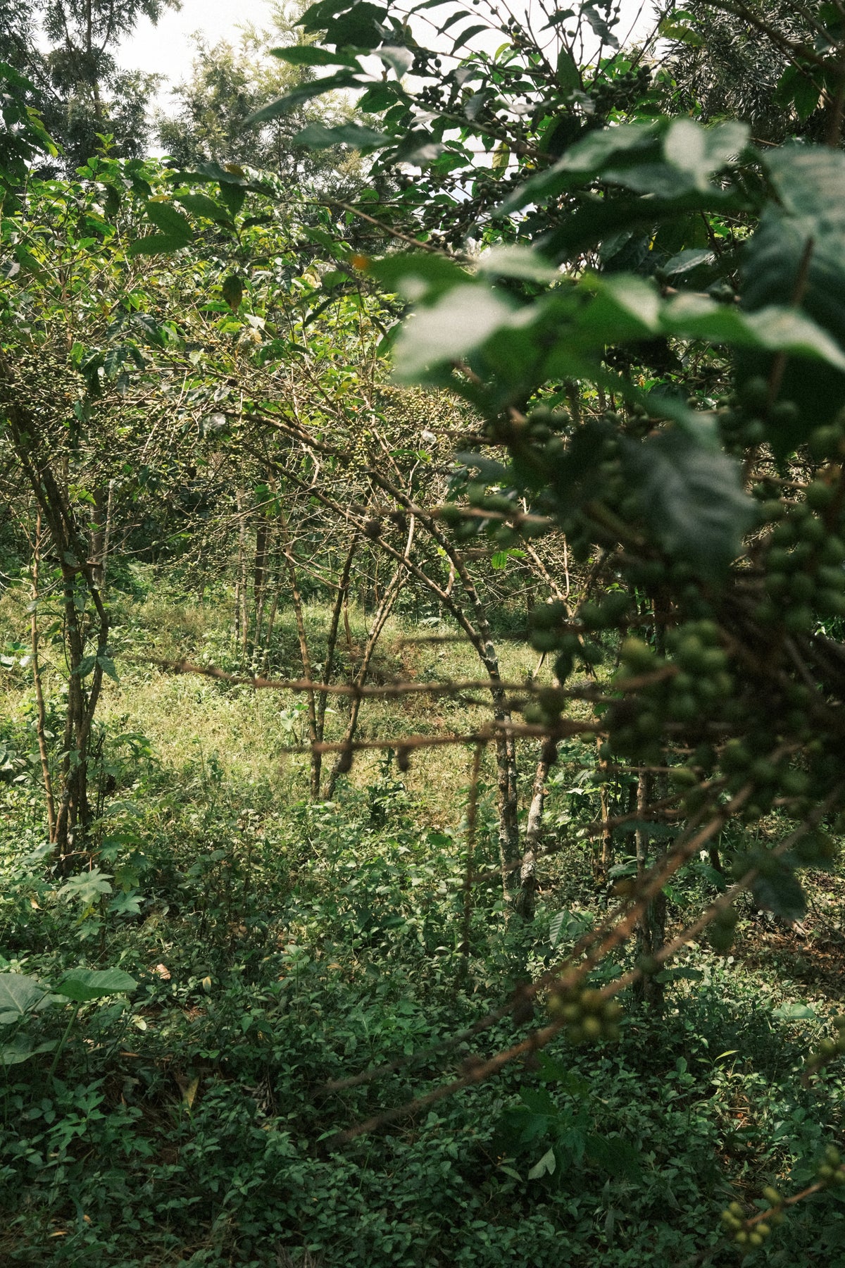 Dahwe, Rwanda - espresso & filtre