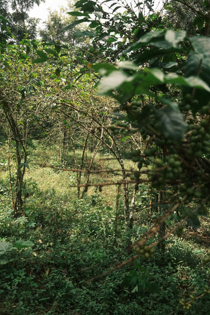 Dahwe, Rwanda - espresso & filtre