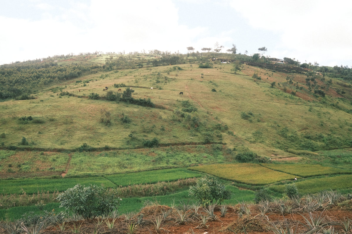 Dahwe, Rwanda - espresso & filtre