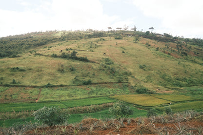 Dahwe, Rwanda - espresso & filtre
